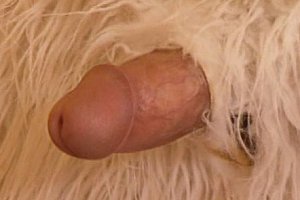 ass日寇女兵裸体pics